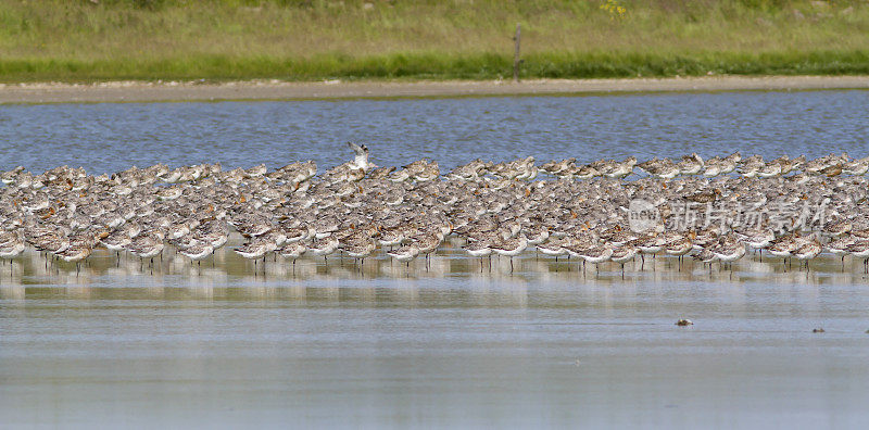 冬季羽毛的条尾干白鲑(Limosa lapponica)